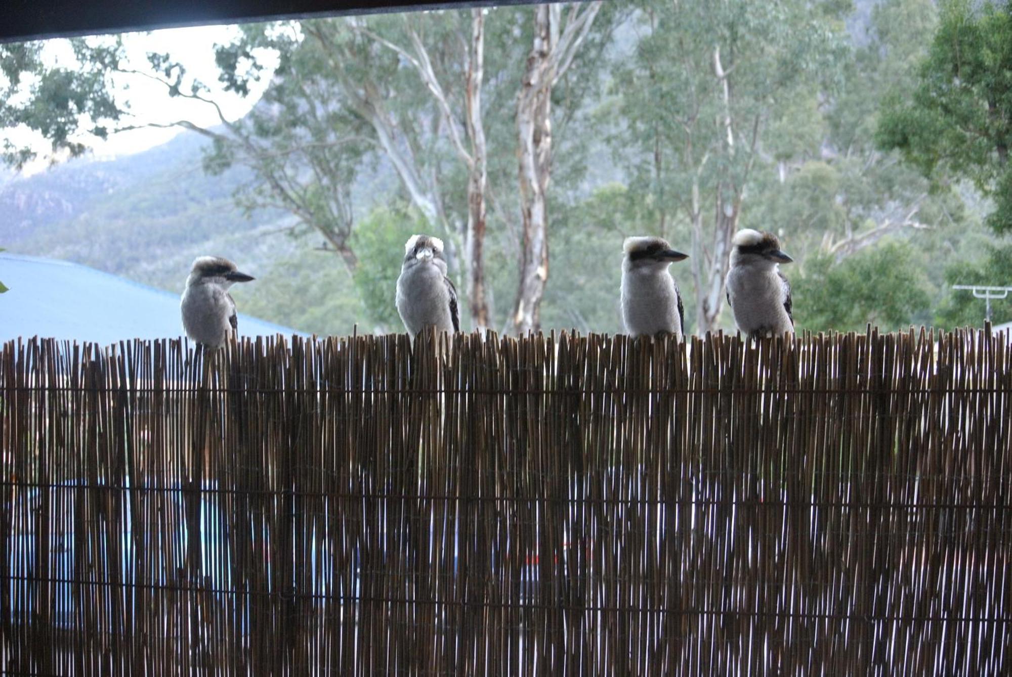 Kookaburra Motor Lodge Halls Gap Dış mekan fotoğraf