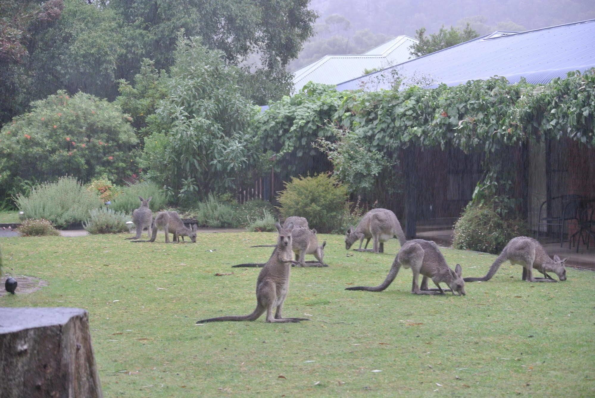 Kookaburra Motor Lodge Halls Gap Dış mekan fotoğraf